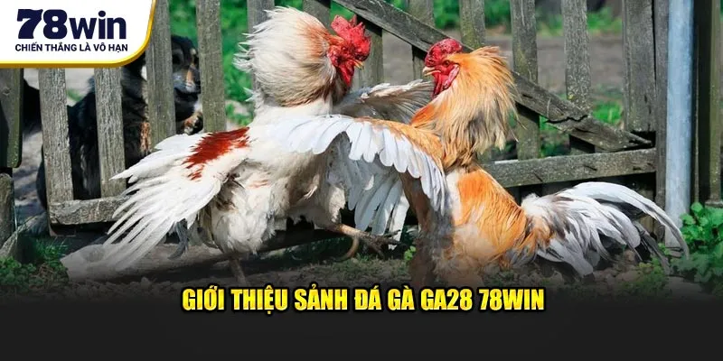 Giới thiệu sảnh đá gà GA28 78win