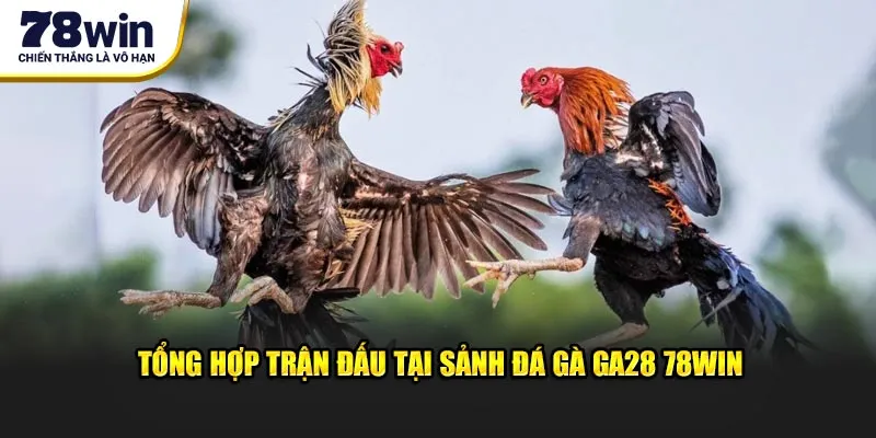 Tổng hợp trận đấu tại sảnh đá gà GA28 78win
